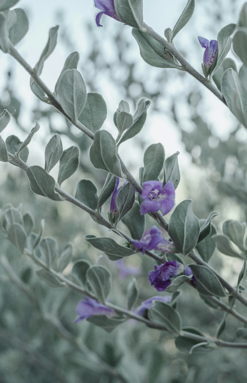 Eucalyptus & Lavender 100 ml Reed Diffuser
