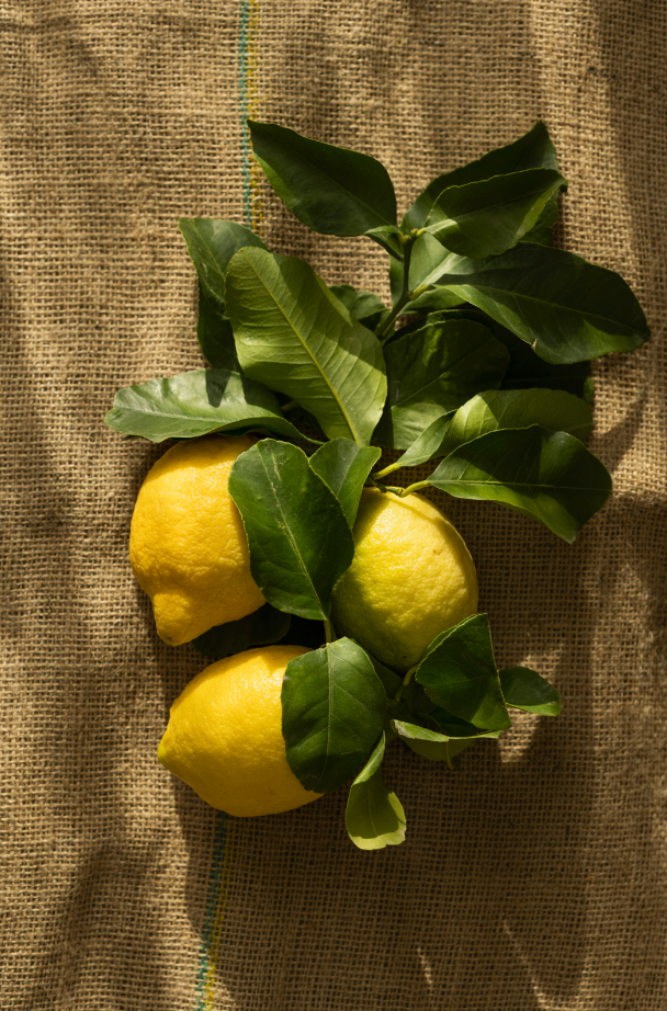 Olive & Lemon 10 oz scented candle